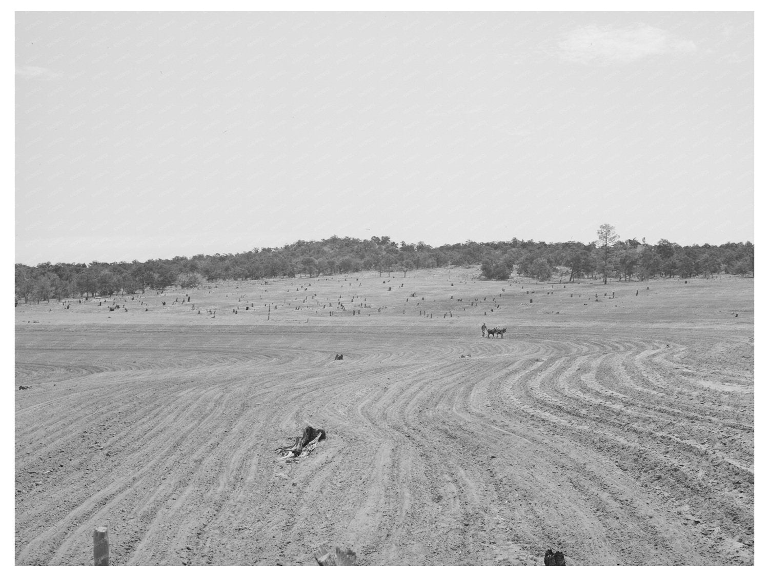 Plowing with Burros in Pie Town New Mexico 1940