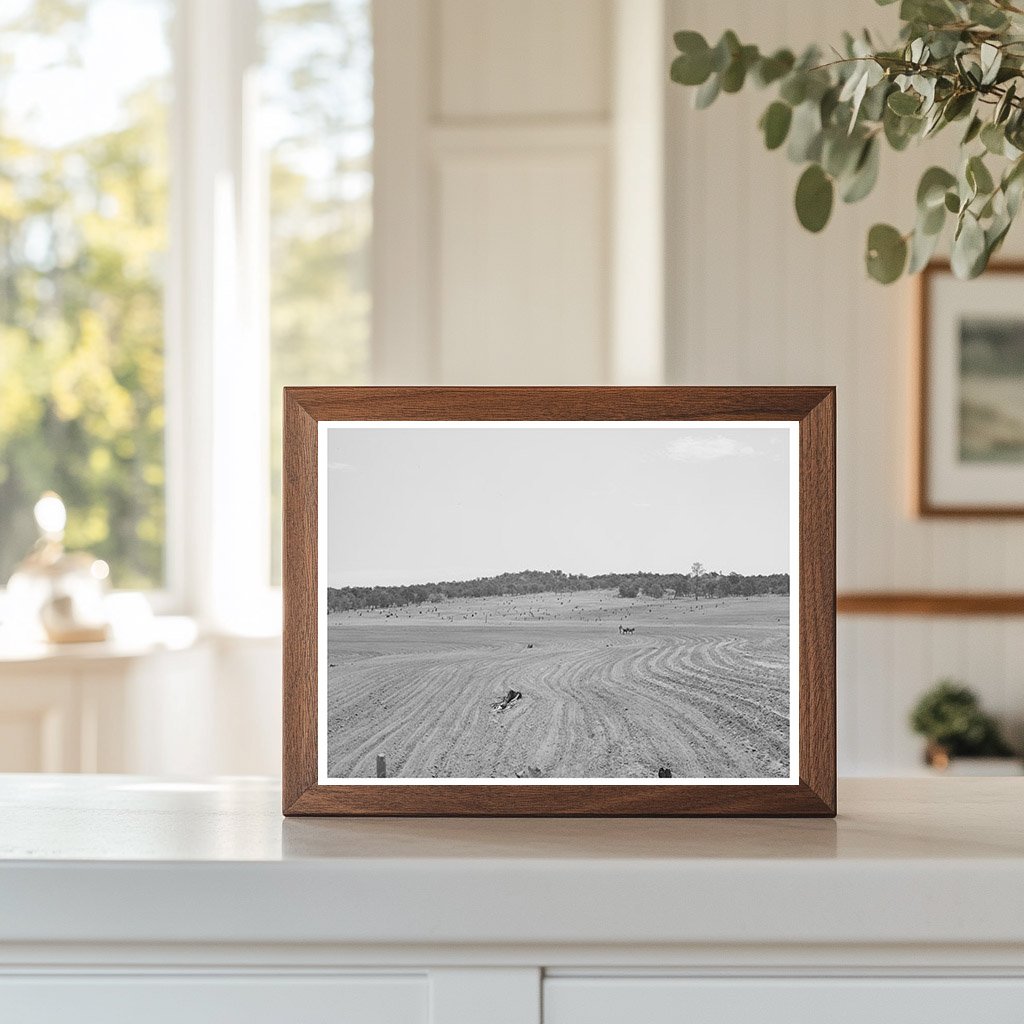 Plowing with Burros in Pie Town New Mexico 1940