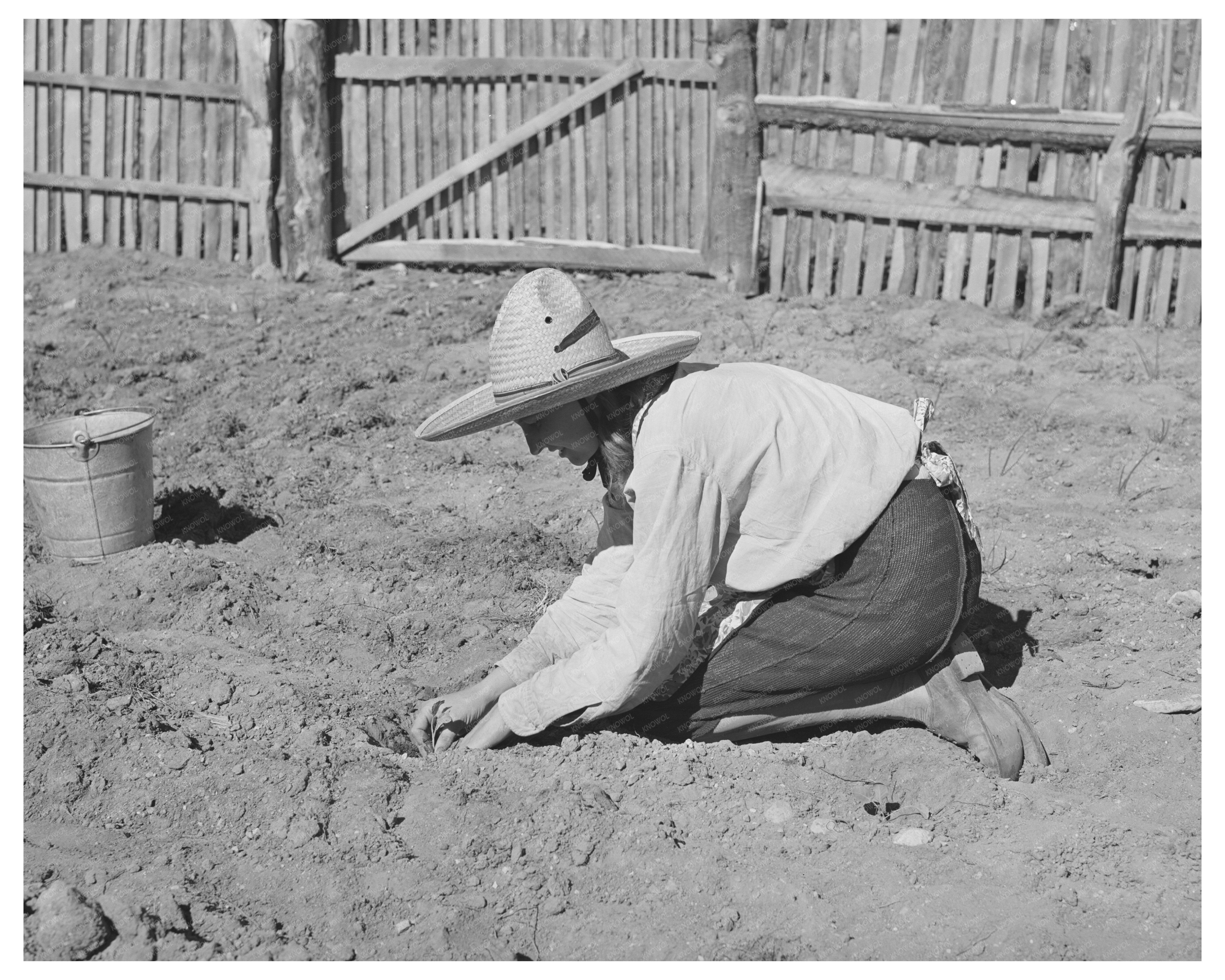 Mrs. Faro Caudill Cultivating Cabbage in Pie Town 1940
