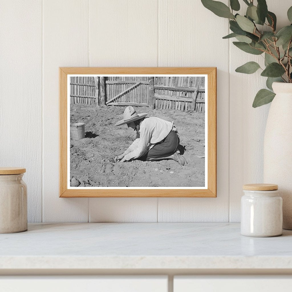 Mrs. Faro Caudill Cultivating Cabbage in Pie Town 1940