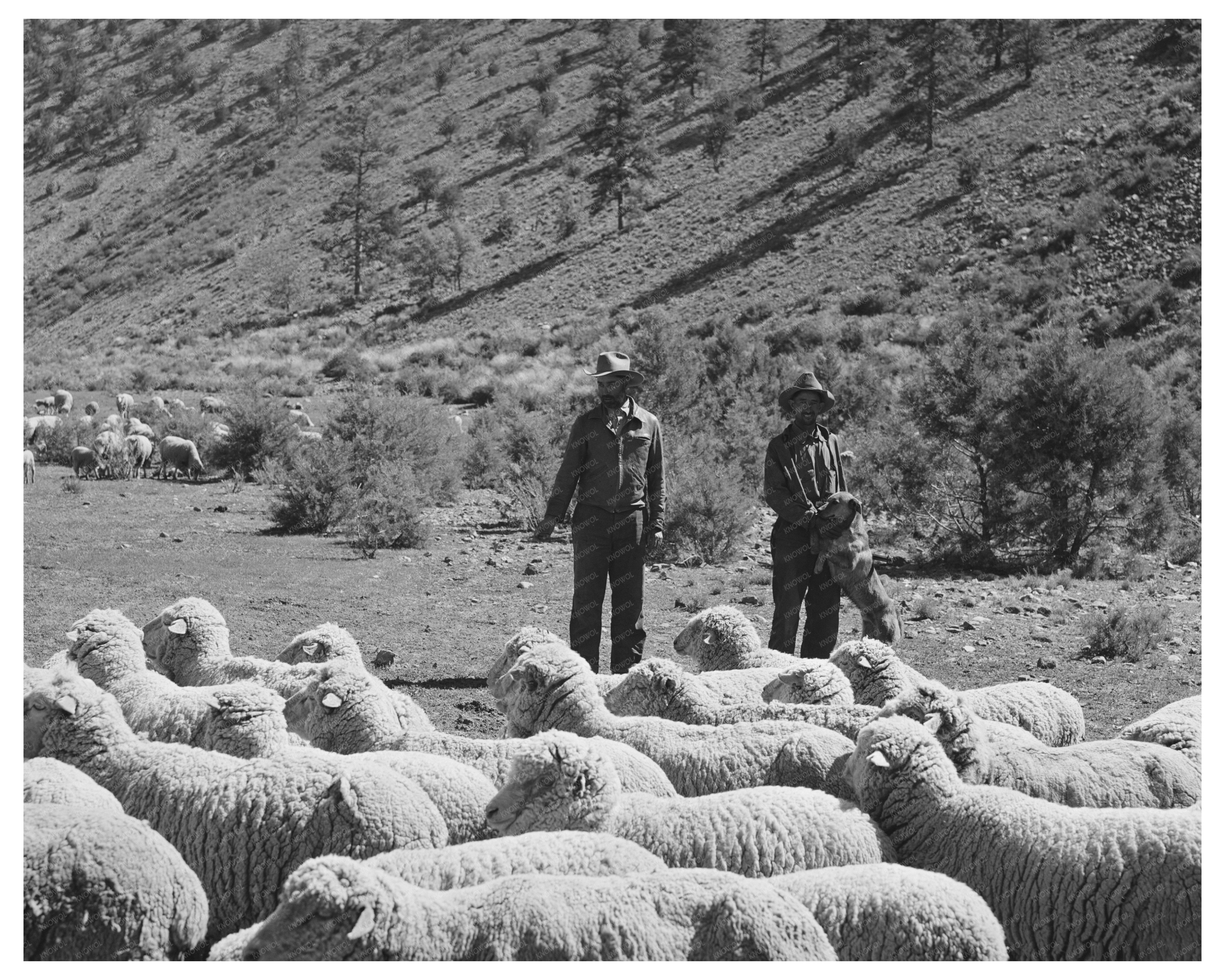 Rancher and Sheep Herder in Catron County 1940