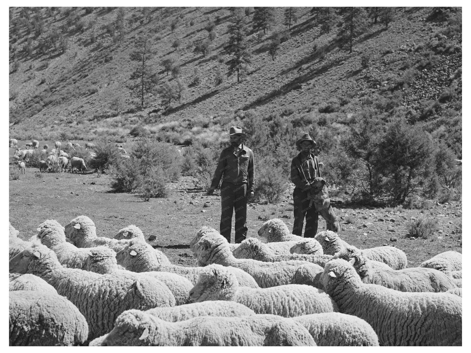 Rancher and Sheep Herder in Catron County New Mexico 1940