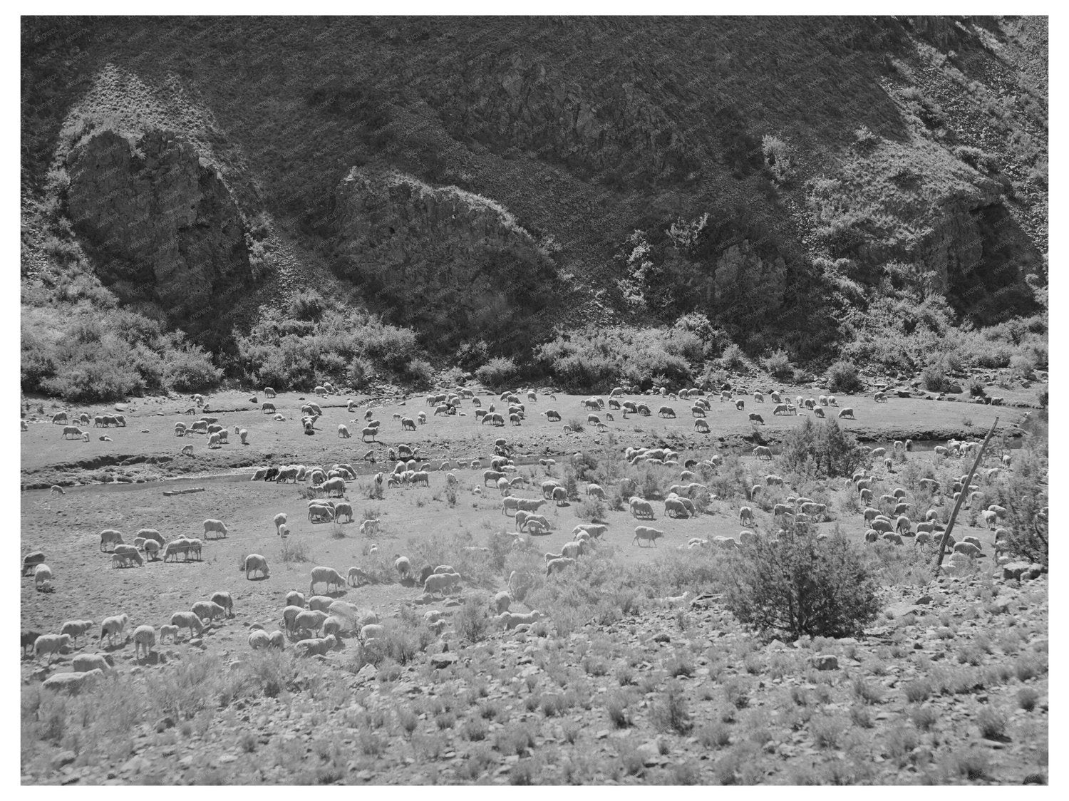 Sheep Grazing in Catron County New Mexico June 1940