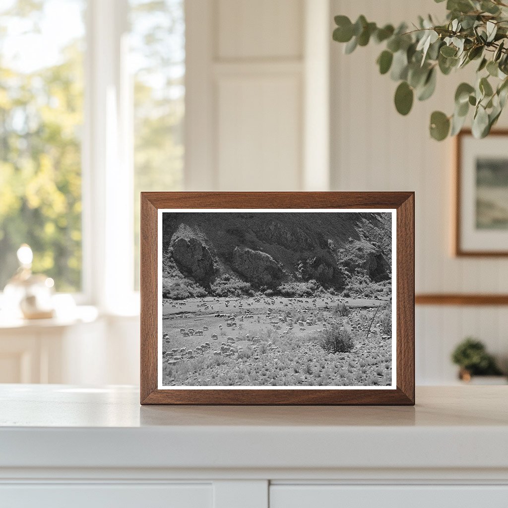 Sheep Grazing in Catron County New Mexico June 1940