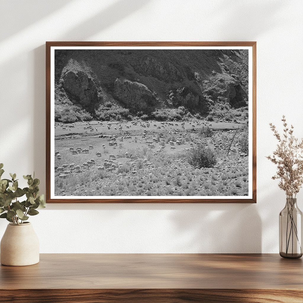 Sheep Grazing in Catron County New Mexico June 1940