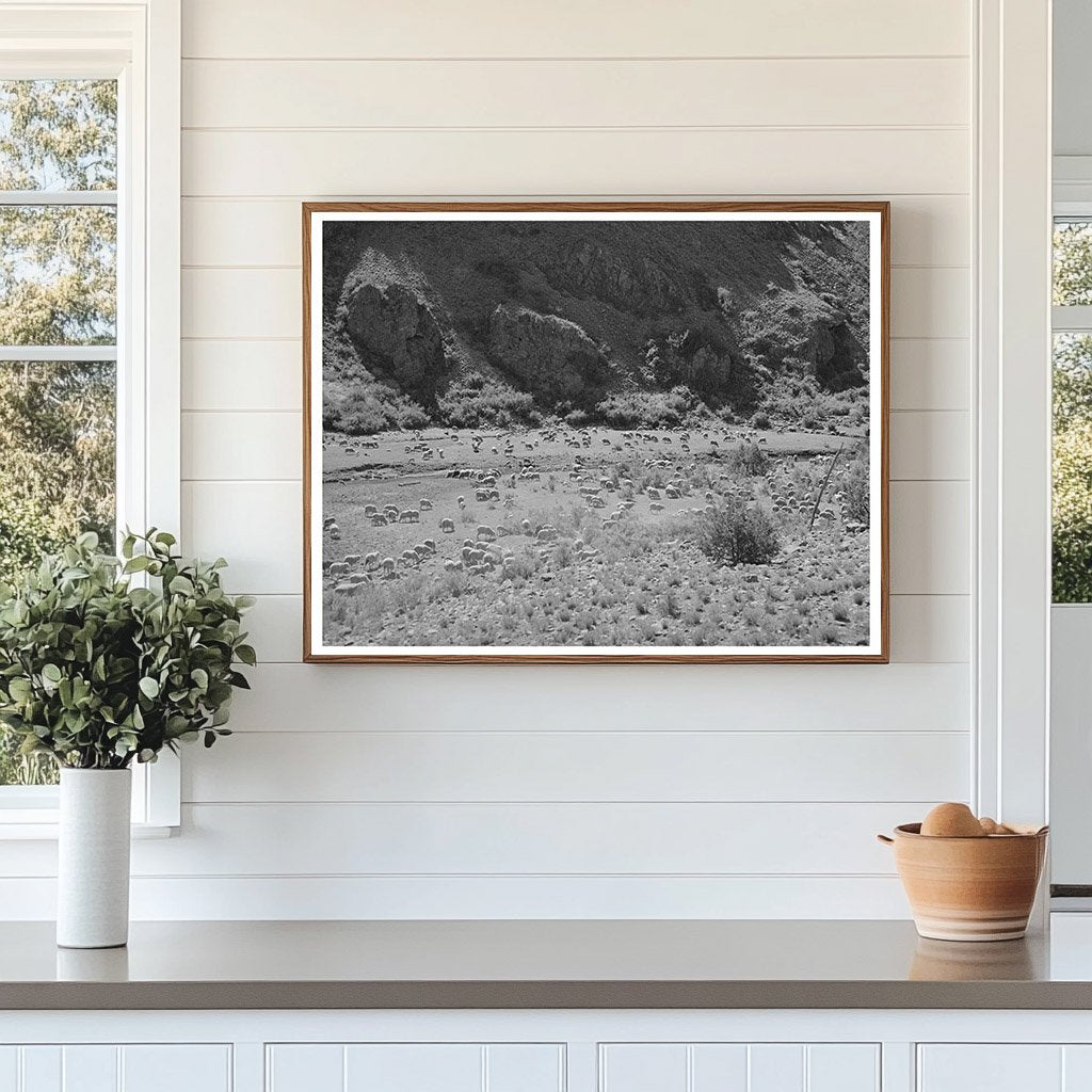 Sheep Grazing in Catron County New Mexico June 1940