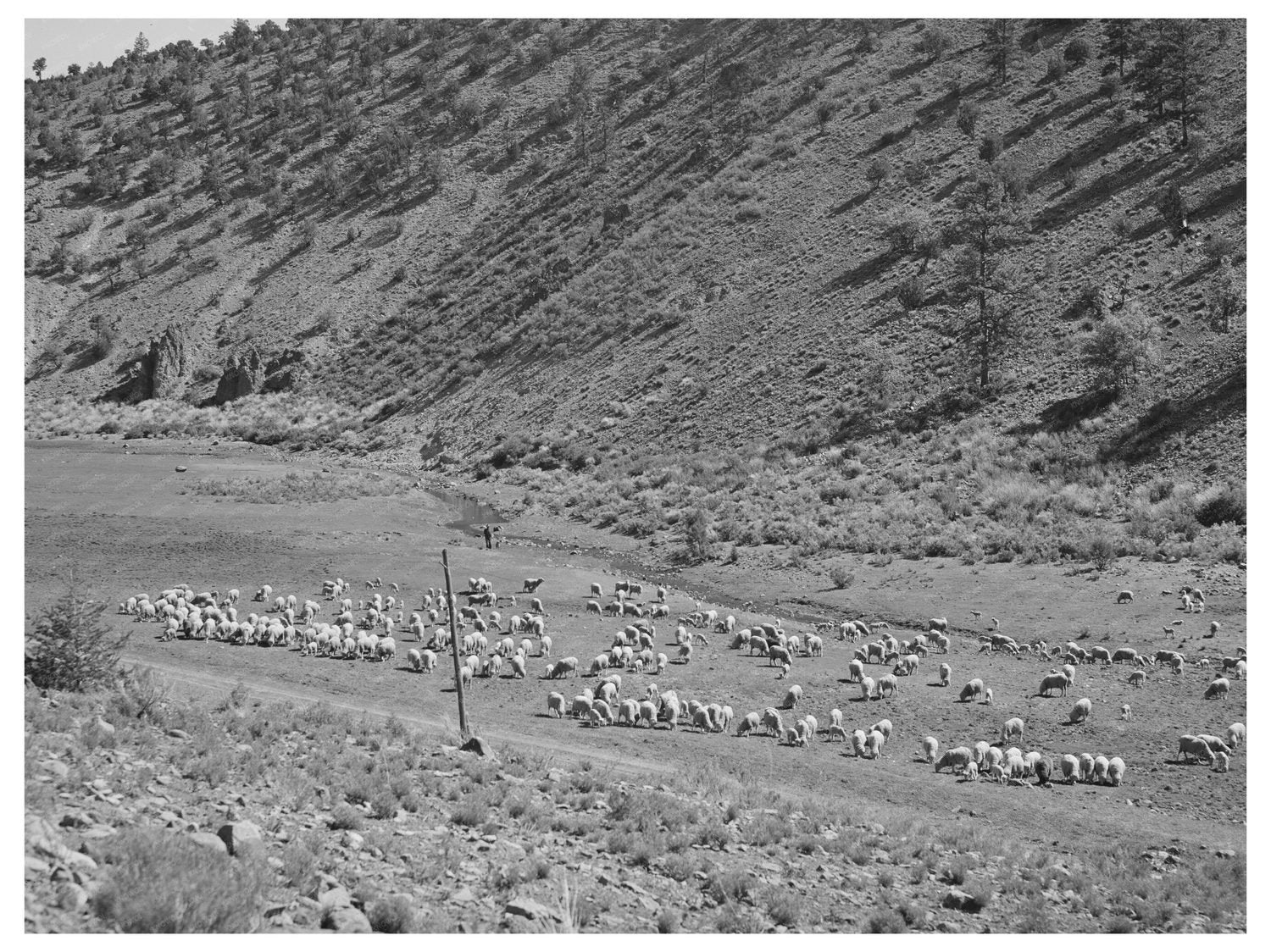Sheep Grazing in Catron County New Mexico 1940