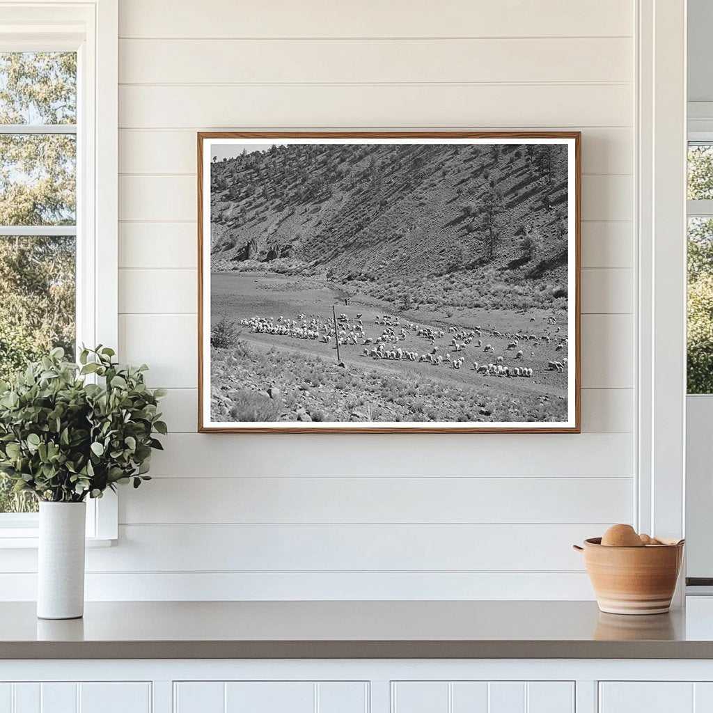 Sheep Grazing in Catron County New Mexico 1940