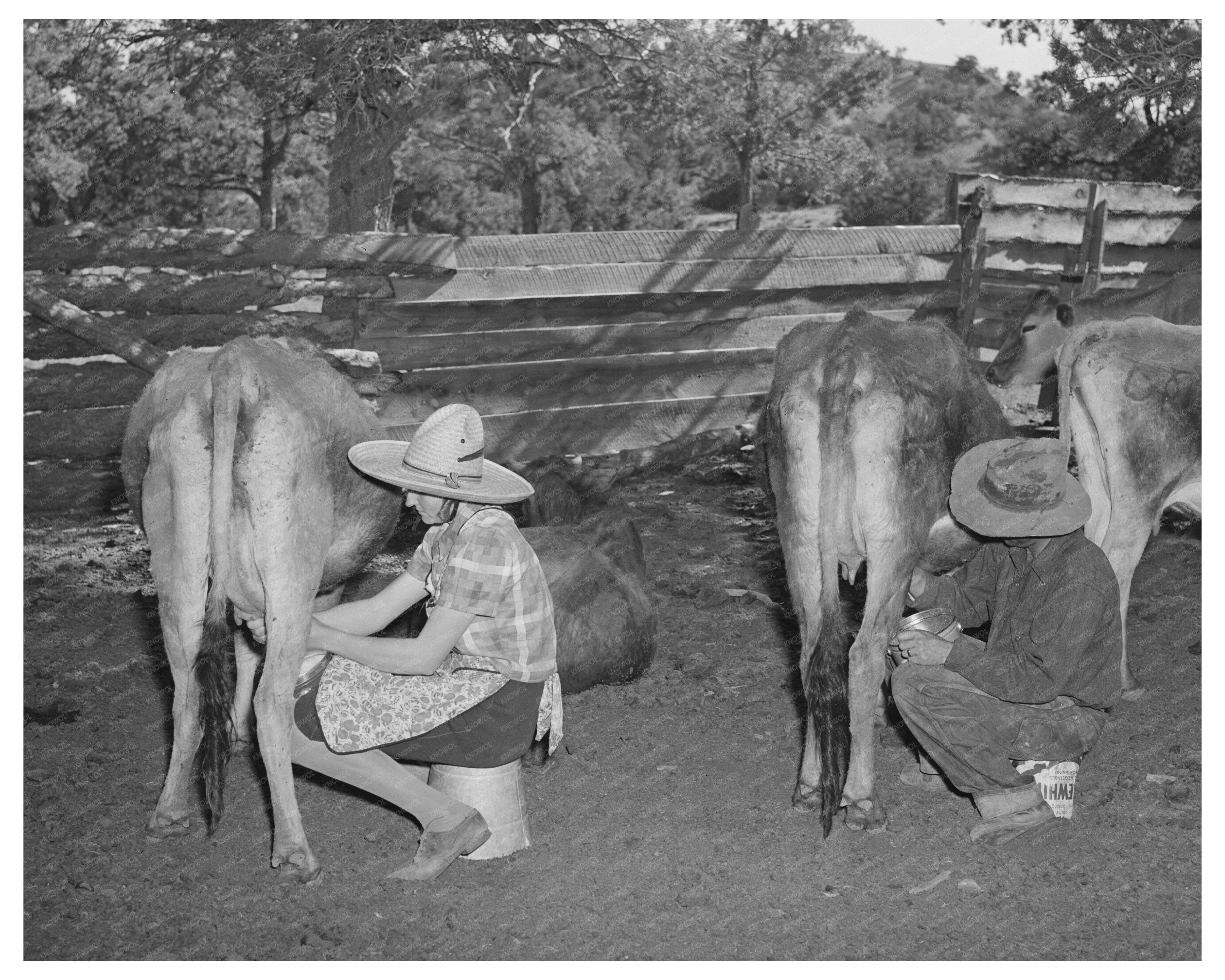 Mr and Mrs Caudill Milking Cows Pie Town New Mexico 1940