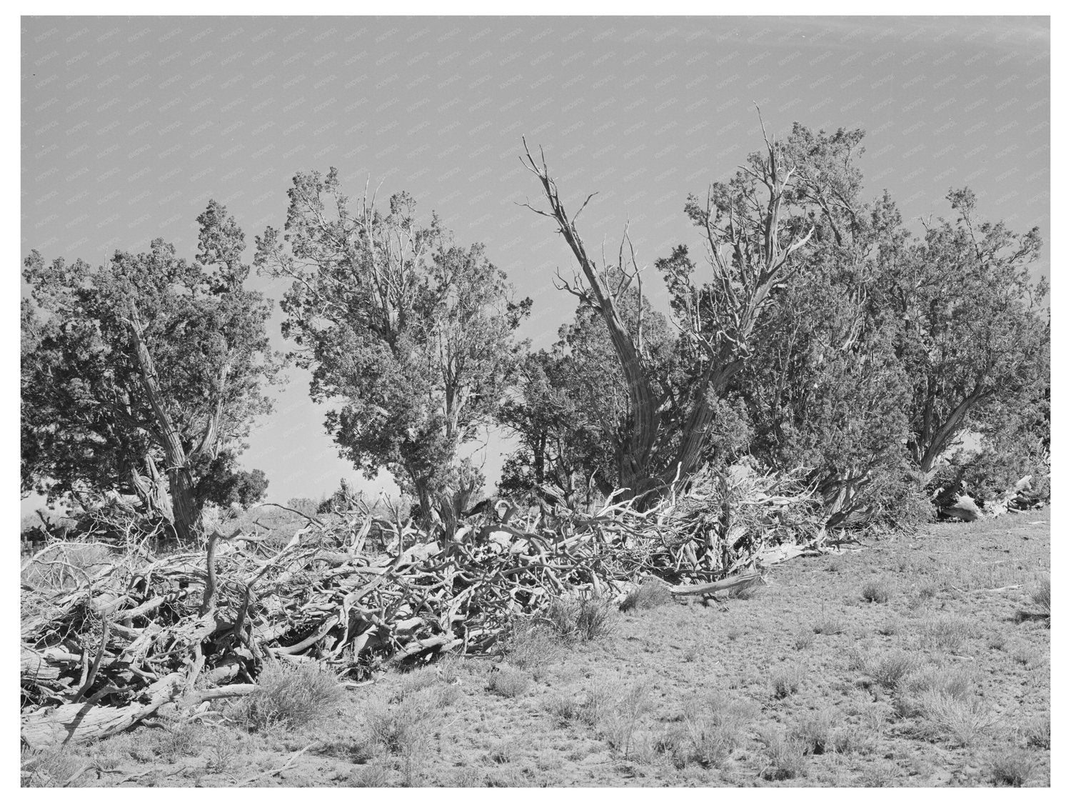 Vintage Fence from Dead Trees in Pie Town New Mexico 1940