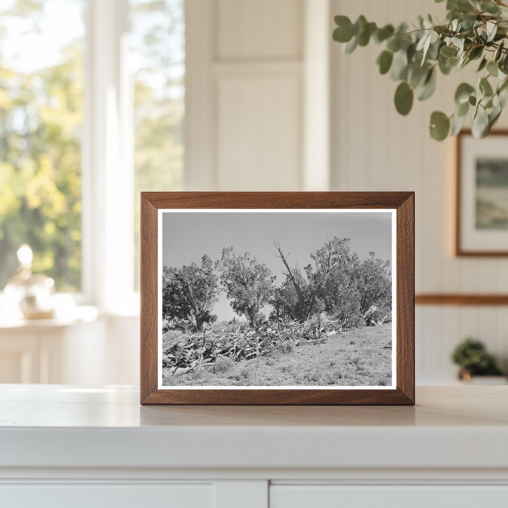 Vintage Fence from Dead Trees in Pie Town New Mexico 1940