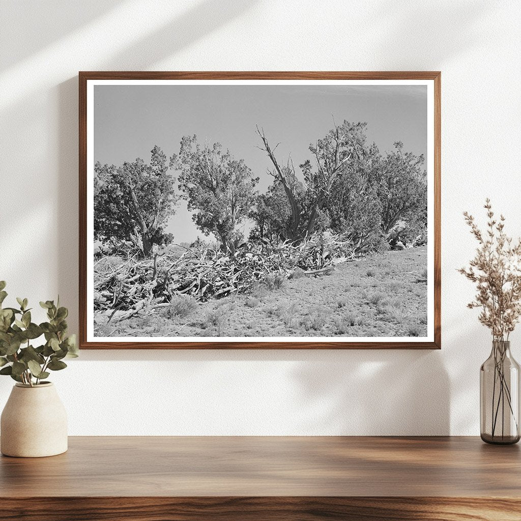 Vintage Fence from Dead Trees in Pie Town New Mexico 1940