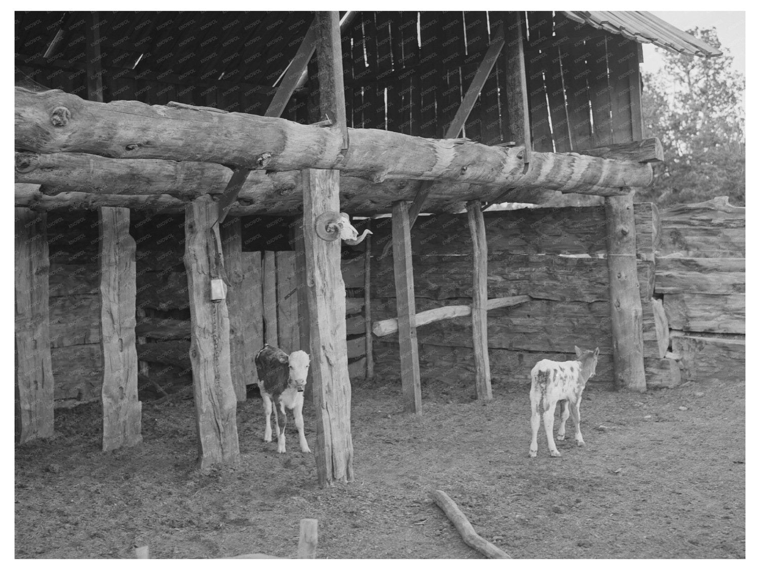 Calves in Slab Barn Pie Town New Mexico June 1940
