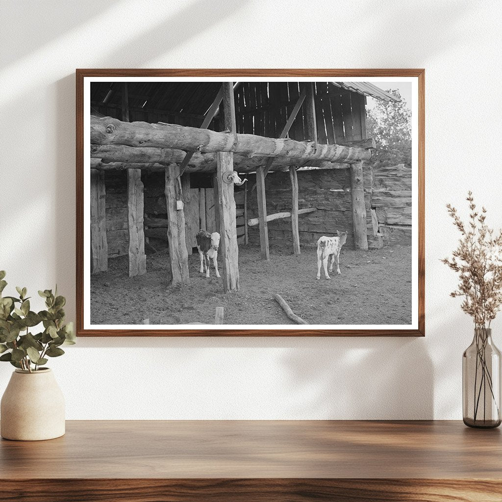 Calves in Slab Barn Pie Town New Mexico June 1940
