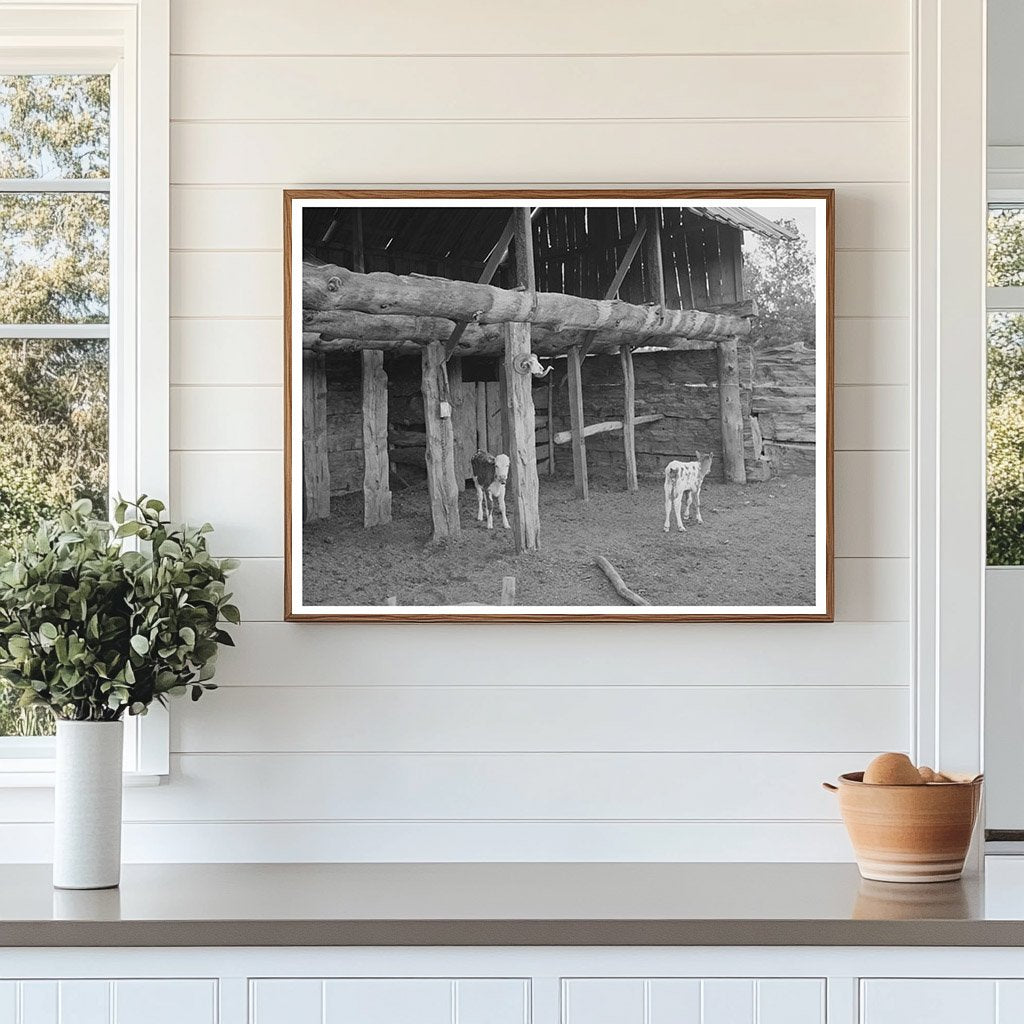 Calves in Slab Barn Pie Town New Mexico June 1940