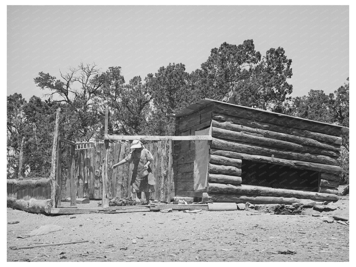 Mrs. George Hutton Feeding Chickens in Pie Town 1940