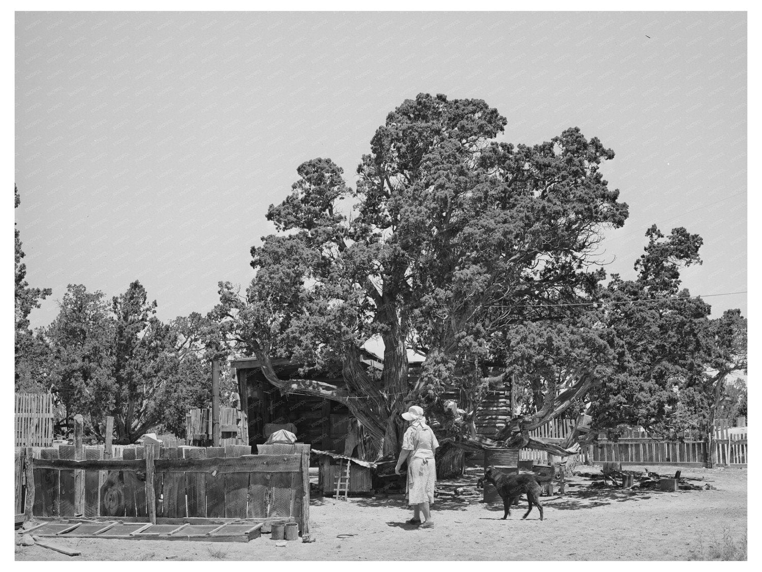 Hutton Farm Seed Bed in Pie Town New Mexico 1940