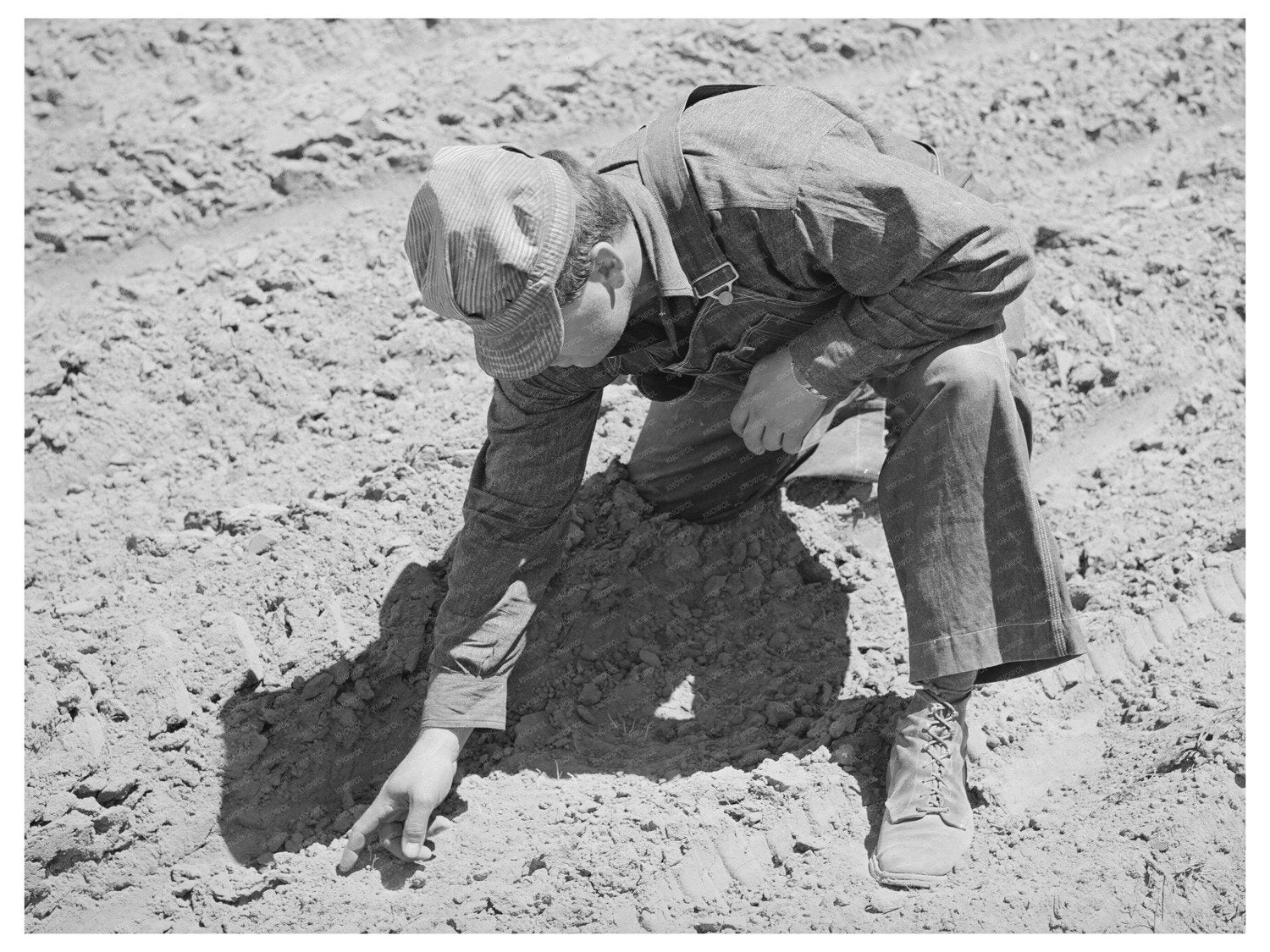 George Hutton Checks Soil for Bean Sprouts in 1940