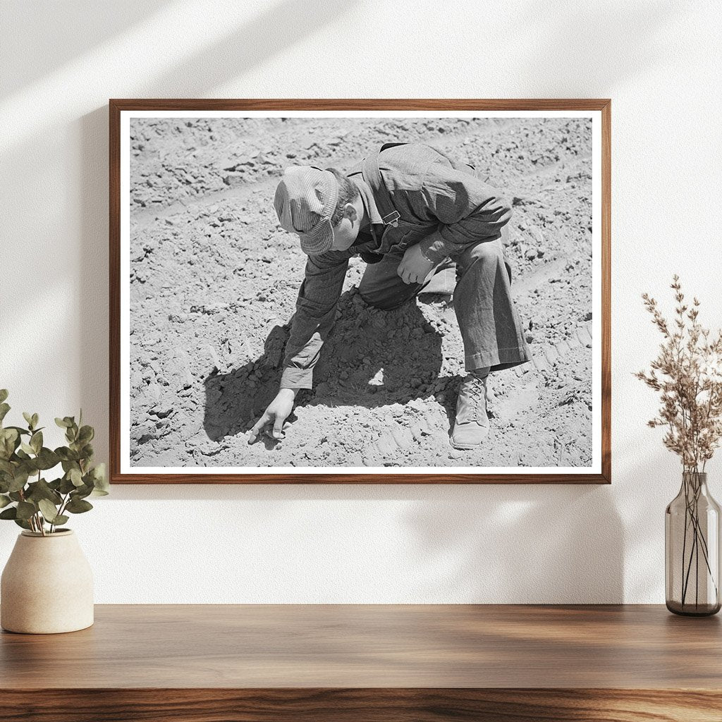 George Hutton Checks Soil for Bean Sprouts in 1940