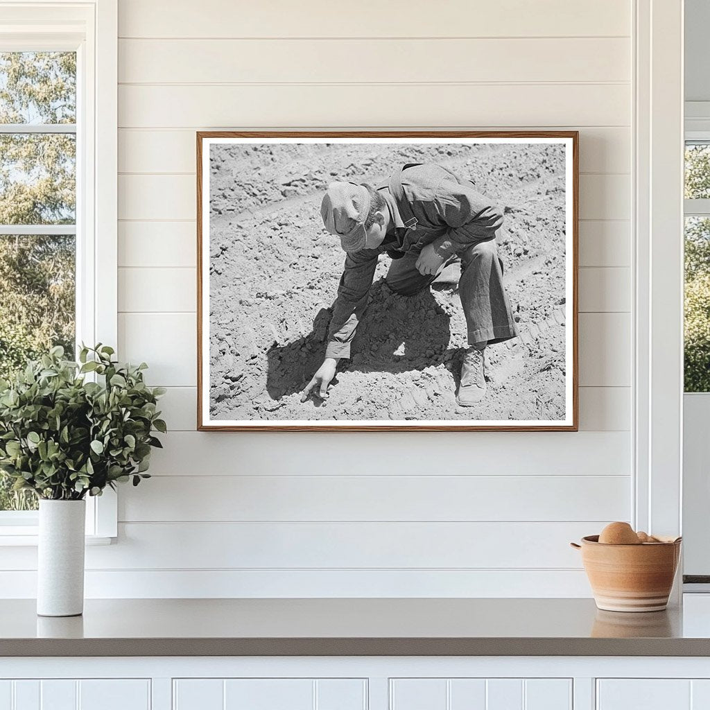 George Hutton Checks Soil for Bean Sprouts in 1940