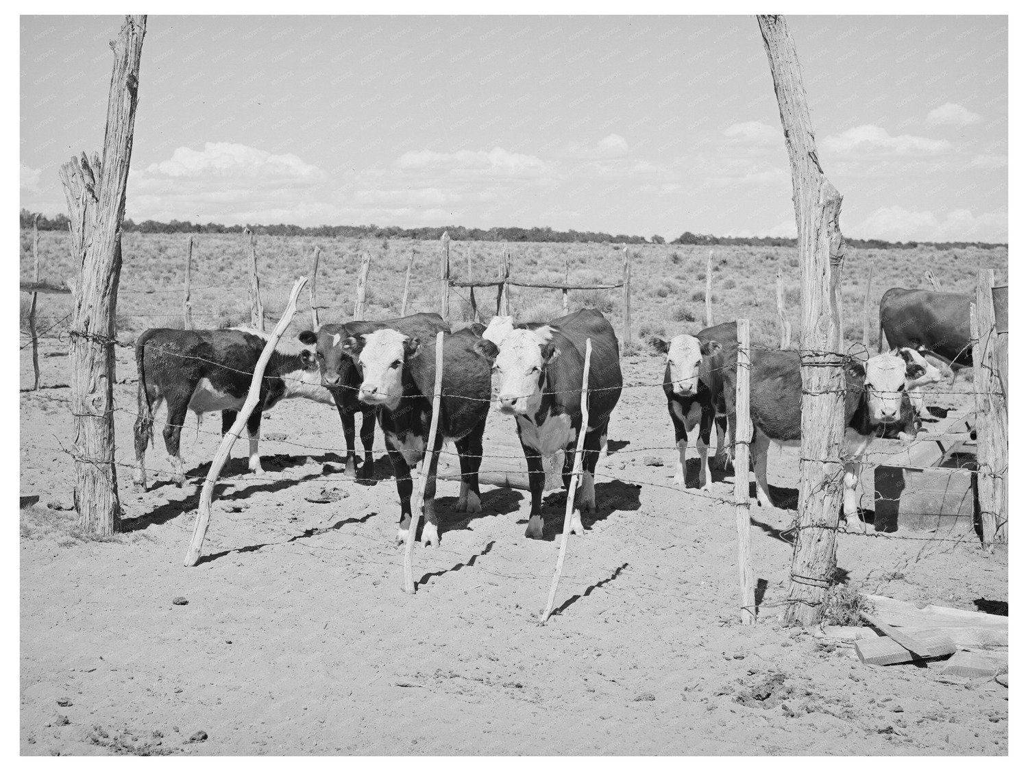 Beef Cattle Herd on George Huttons Farm 1940