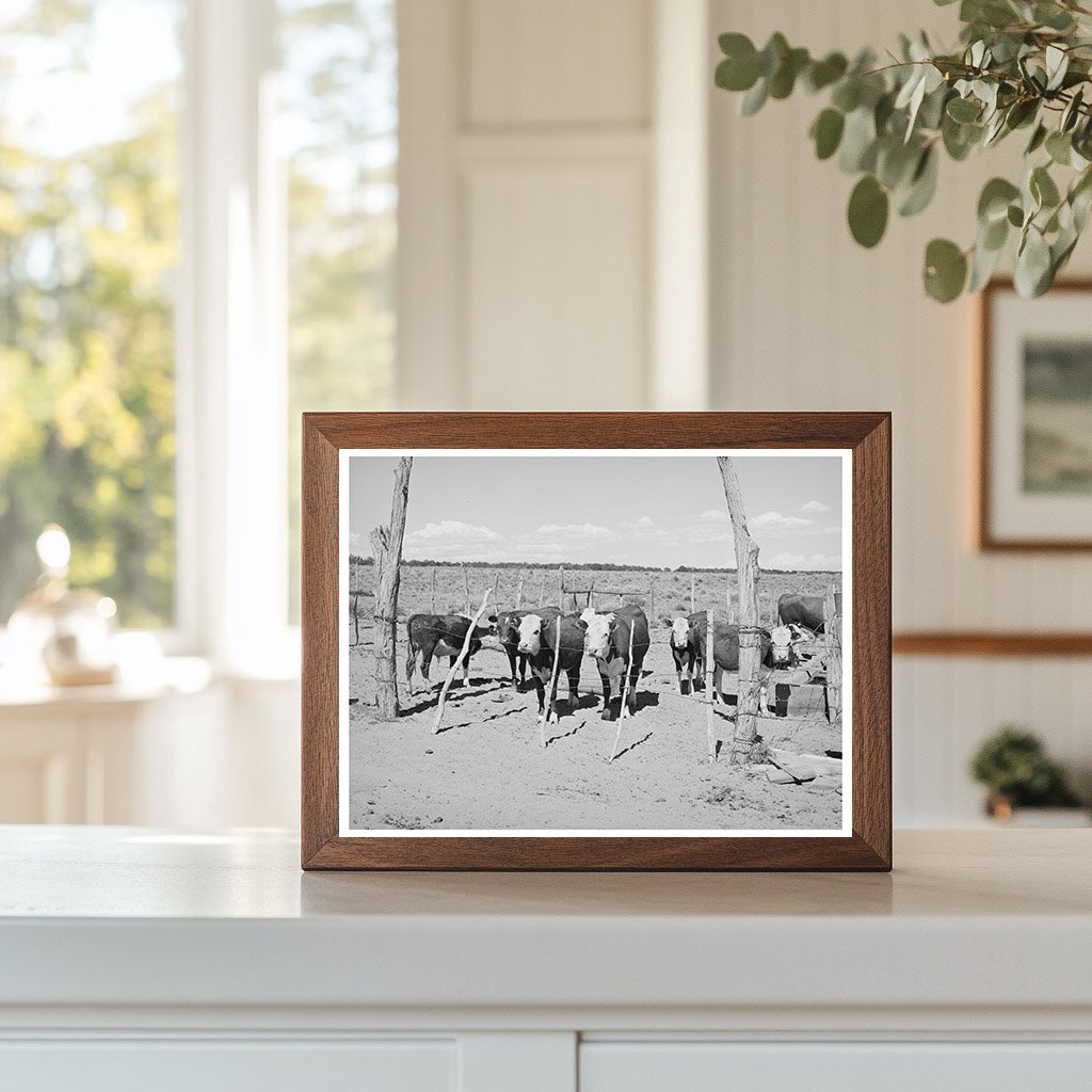 Beef Cattle Herd on George Huttons Farm 1940