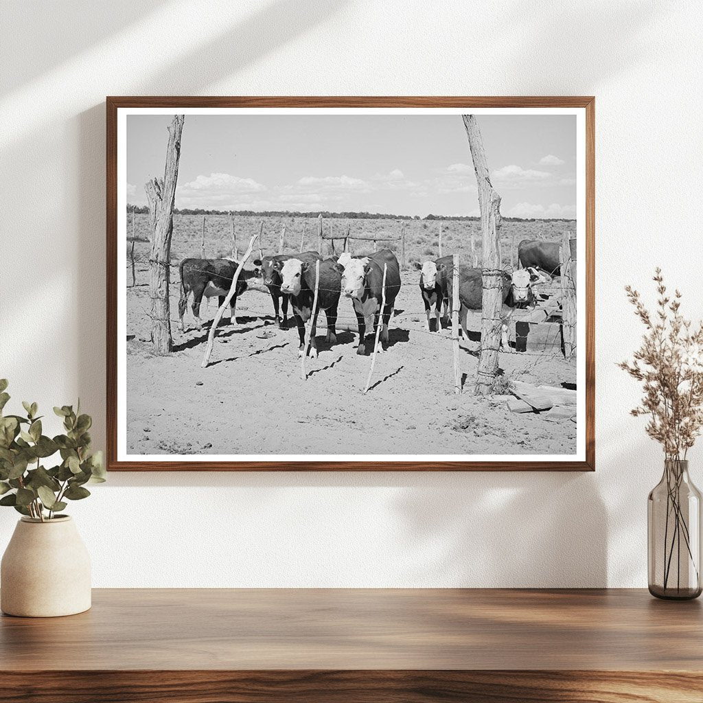 Beef Cattle Herd on George Huttons Farm 1940
