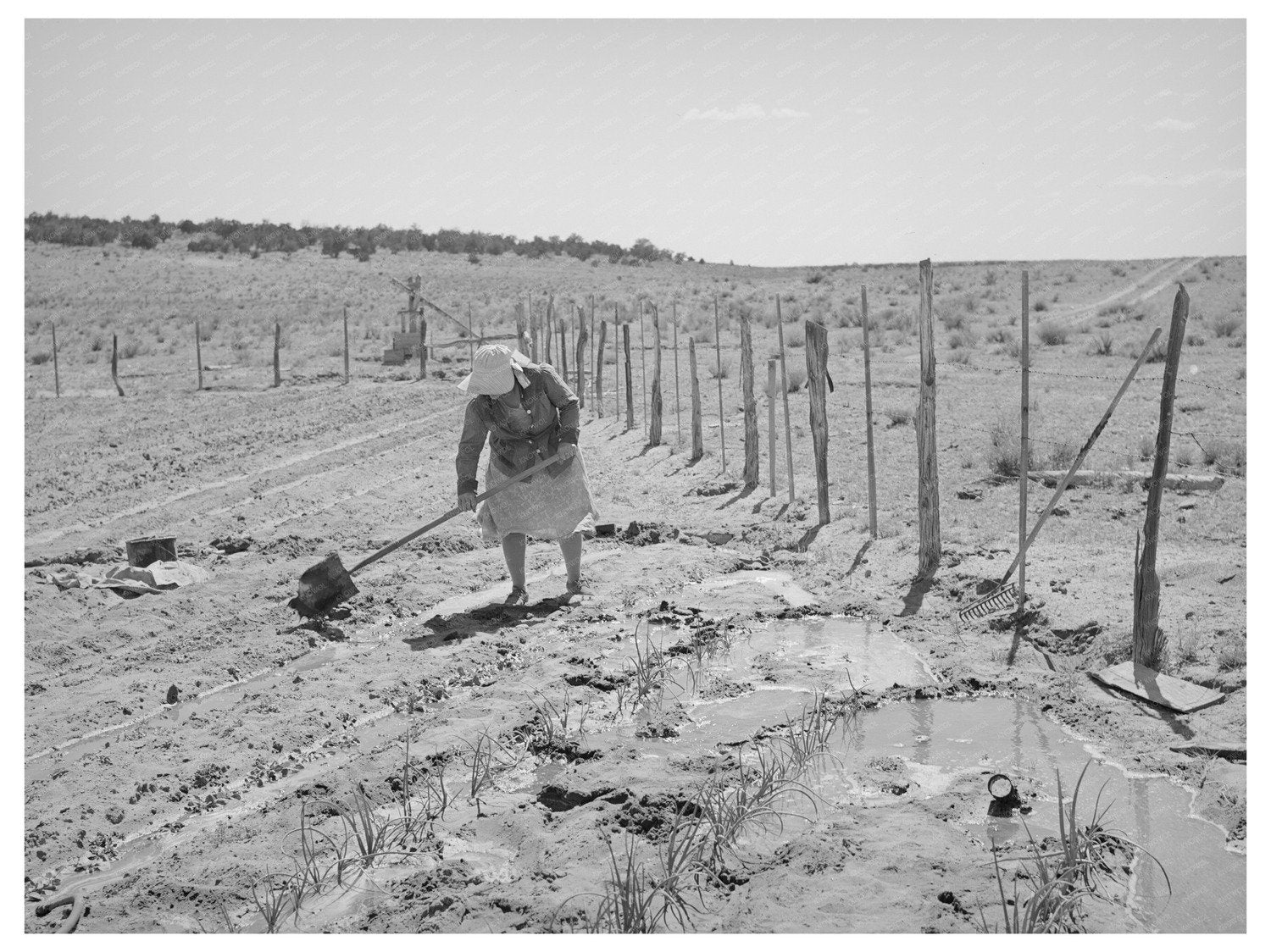Irrigated Garden in Pie Town New Mexico June 1940