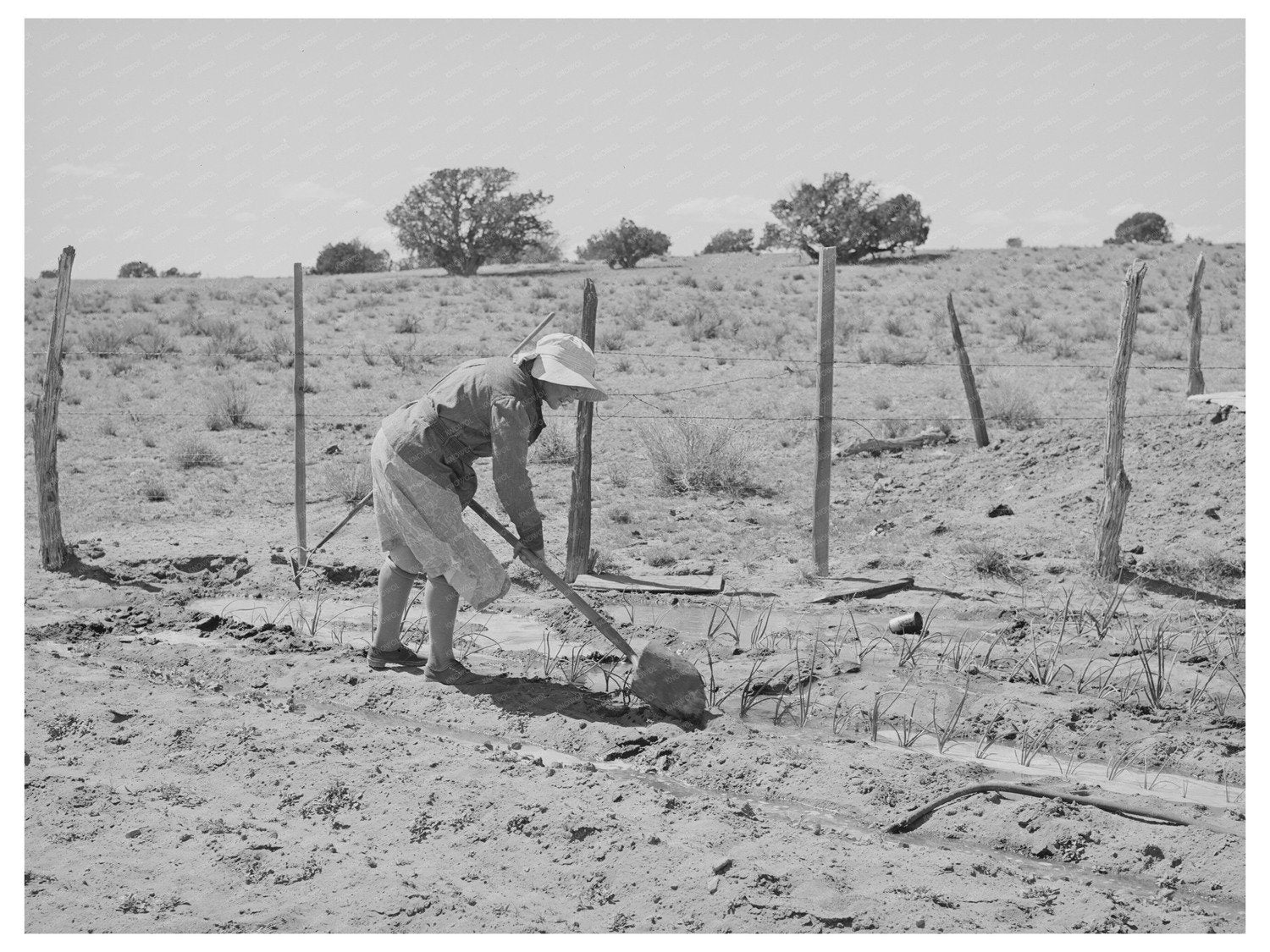 Mrs. George Hutton Irrigating Garden Pie Town New Mexico 1940