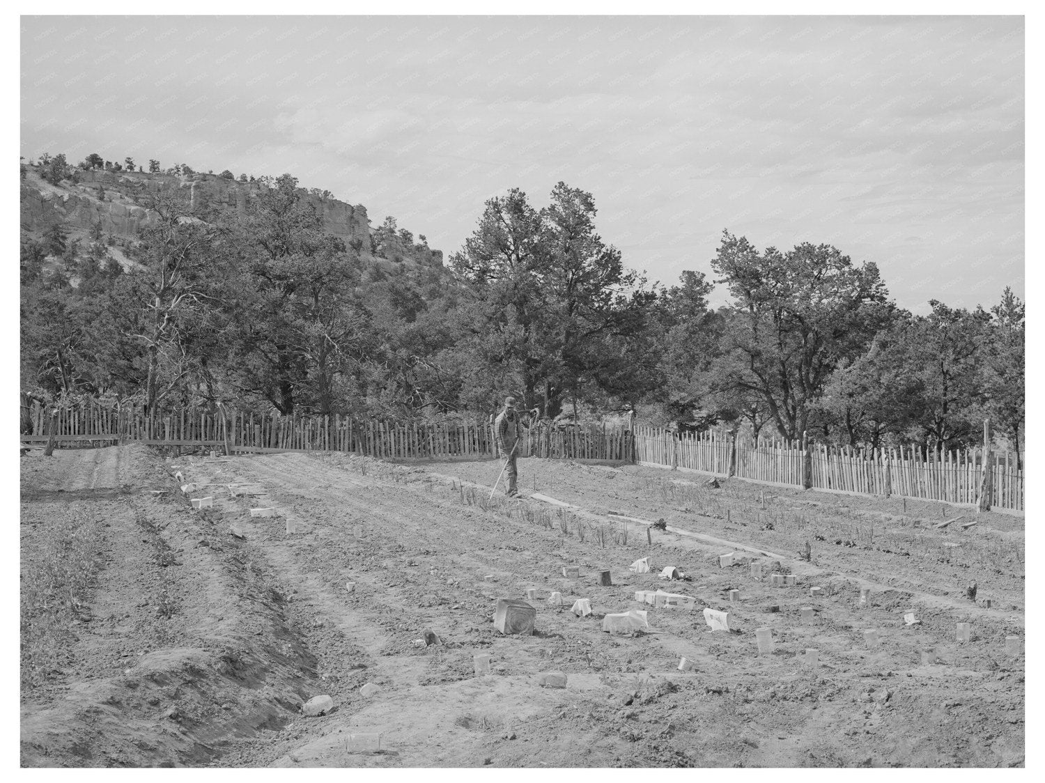 Jack Whinery Gardening in Pie Town New Mexico 1940