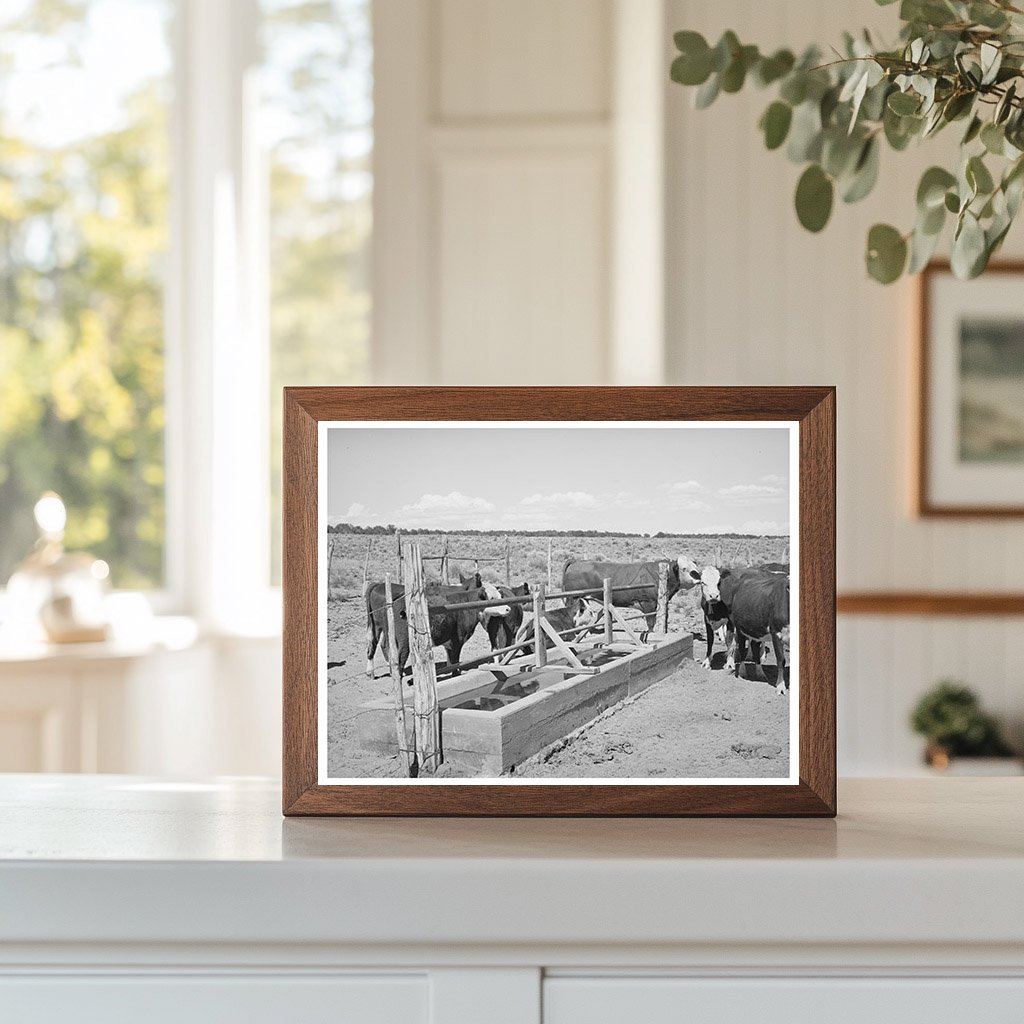 Beef Cattle at Water Trough in Pie Town New Mexico 1940