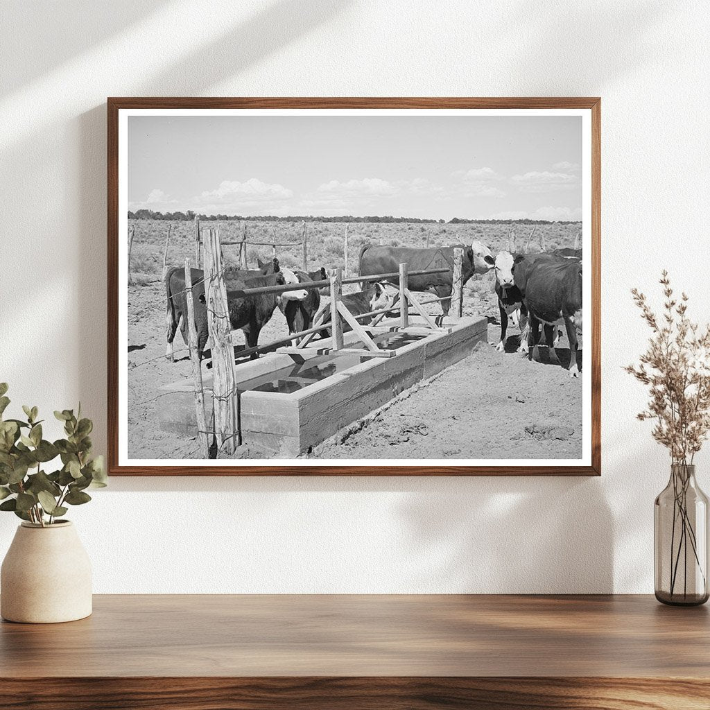 Beef Cattle at Water Trough in Pie Town New Mexico 1940