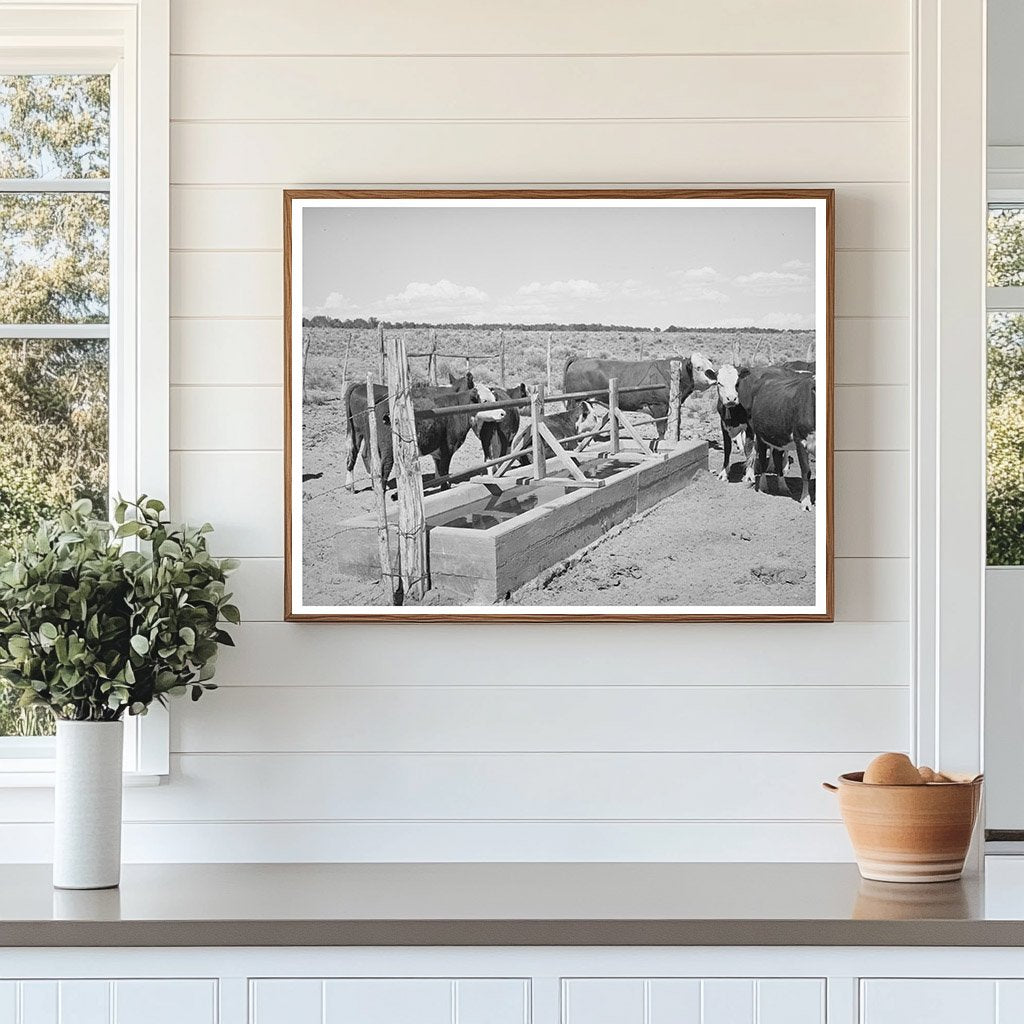 Beef Cattle at Water Trough in Pie Town New Mexico 1940