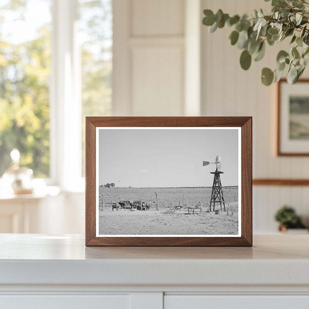 Beef Cattle and Windmill in Pie Town New Mexico 1940