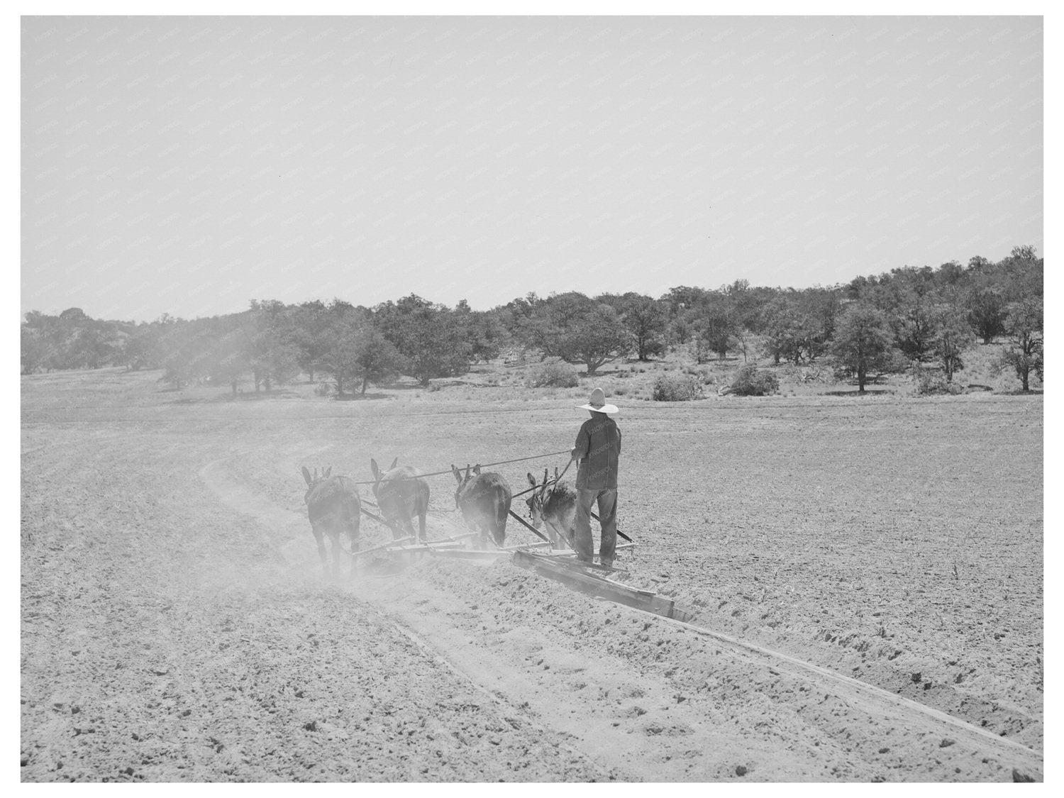Mr. Leatherman Terracing with Burros in New Mexico 1940