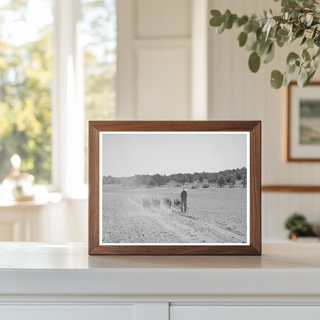 Mr. Leatherman Terracing with Burros in New Mexico 1940