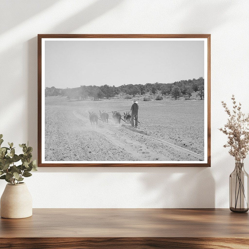 Mr. Leatherman Terracing with Burros in New Mexico 1940