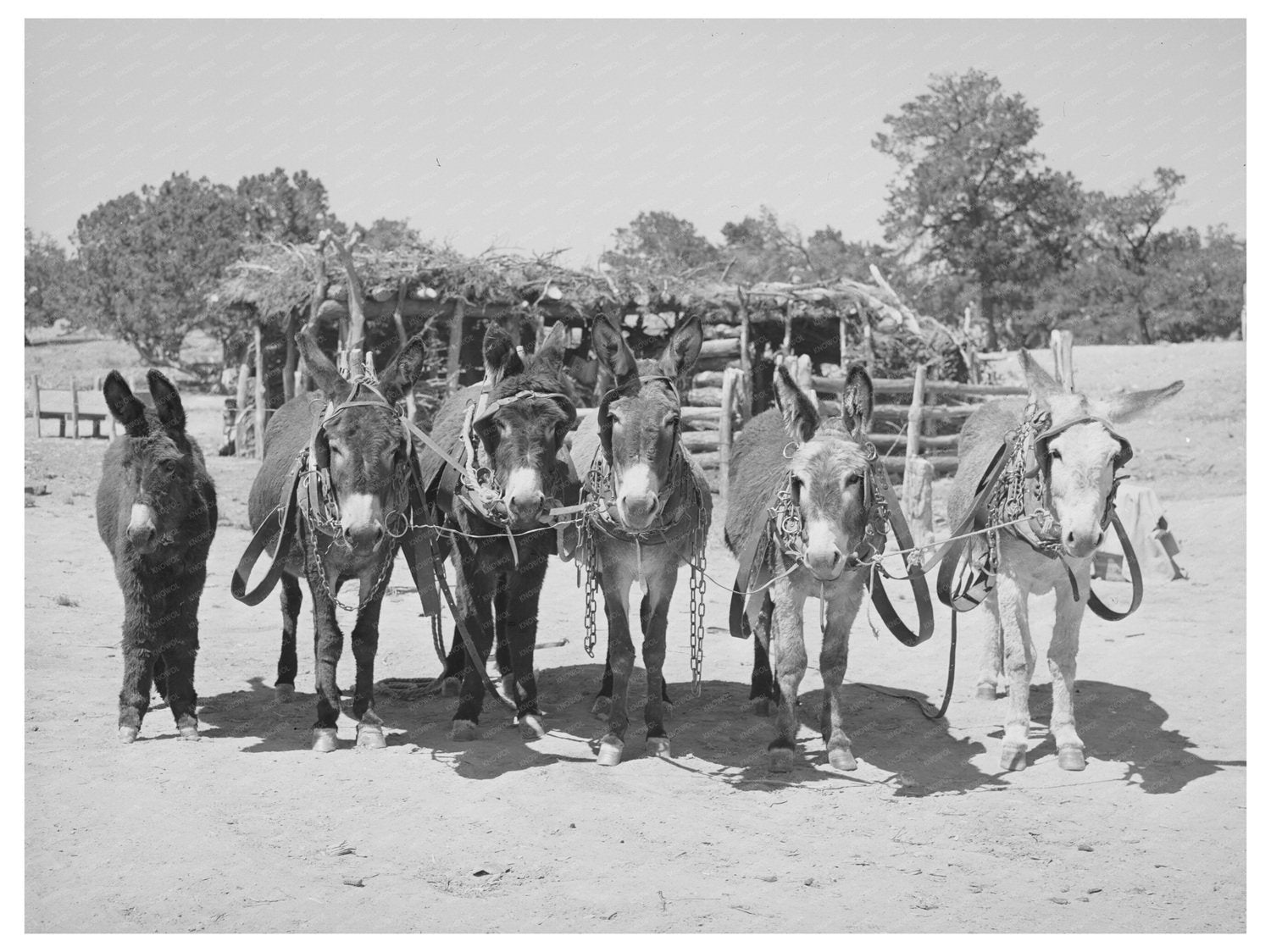 Burros and Colt Working on Farm in Pie Town 1940