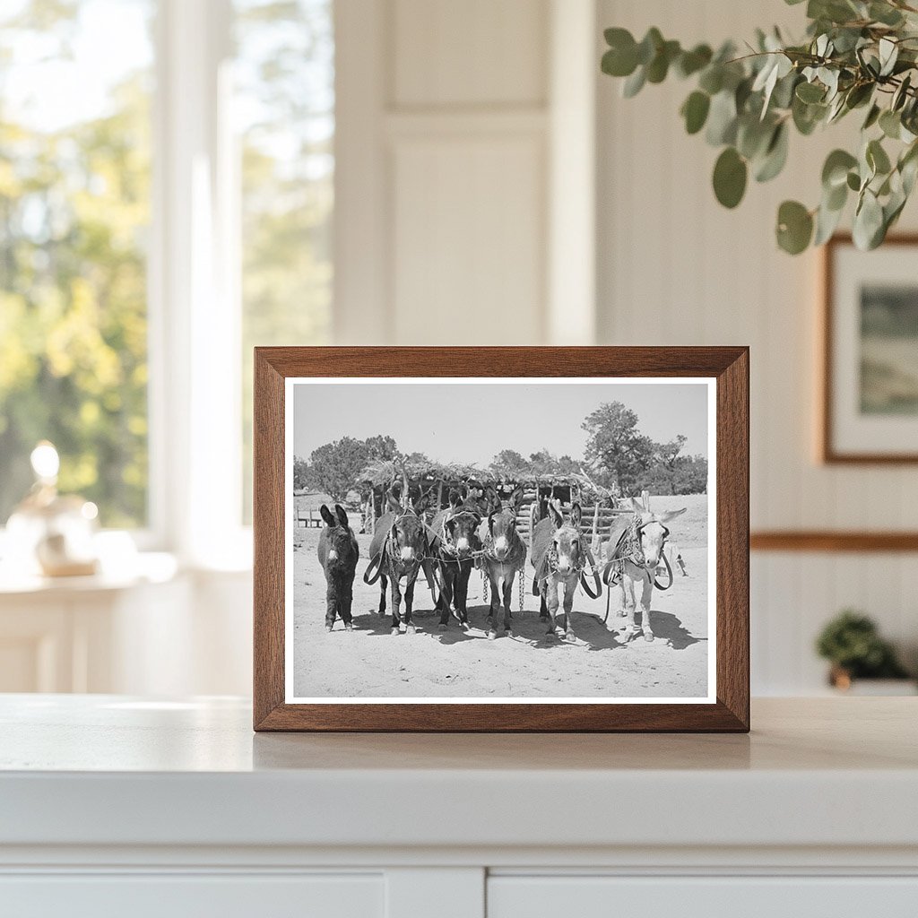 Burros and Colt Working on Farm in Pie Town 1940