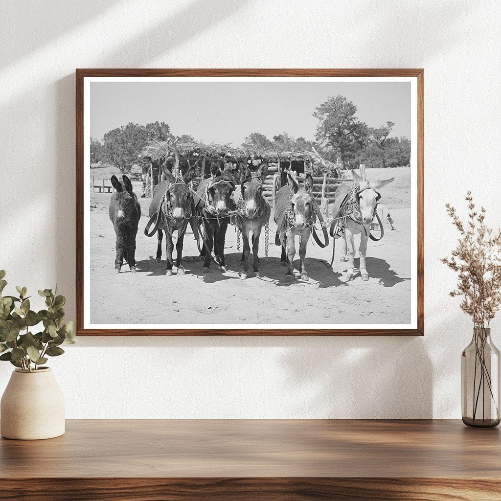 Burros and Colt Working on Farm in Pie Town 1940