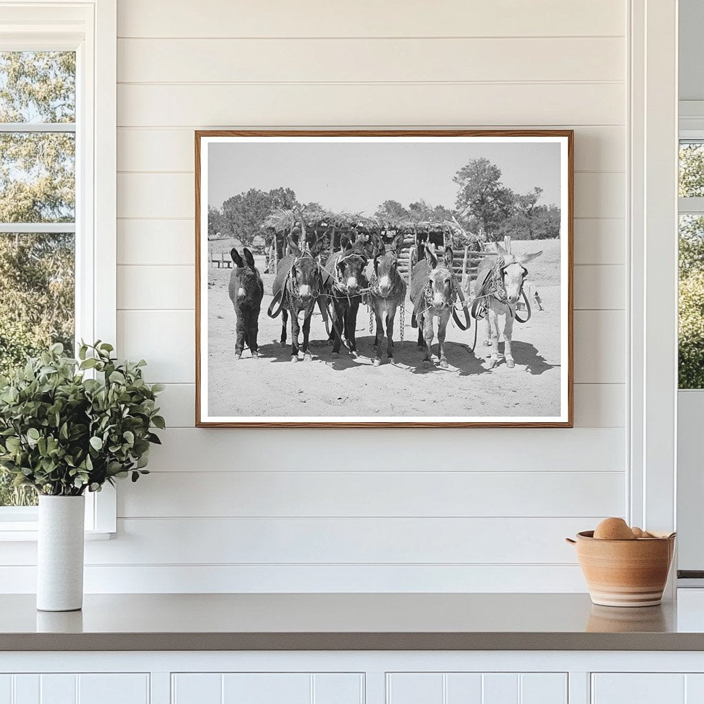 Burros and Colt Working on Farm in Pie Town 1940
