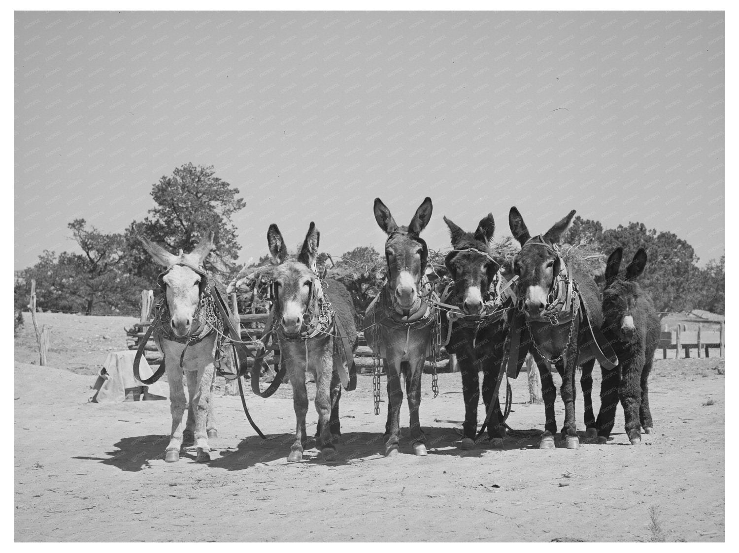 Burros and Colt at Leatherman Farm Pie Town 1940