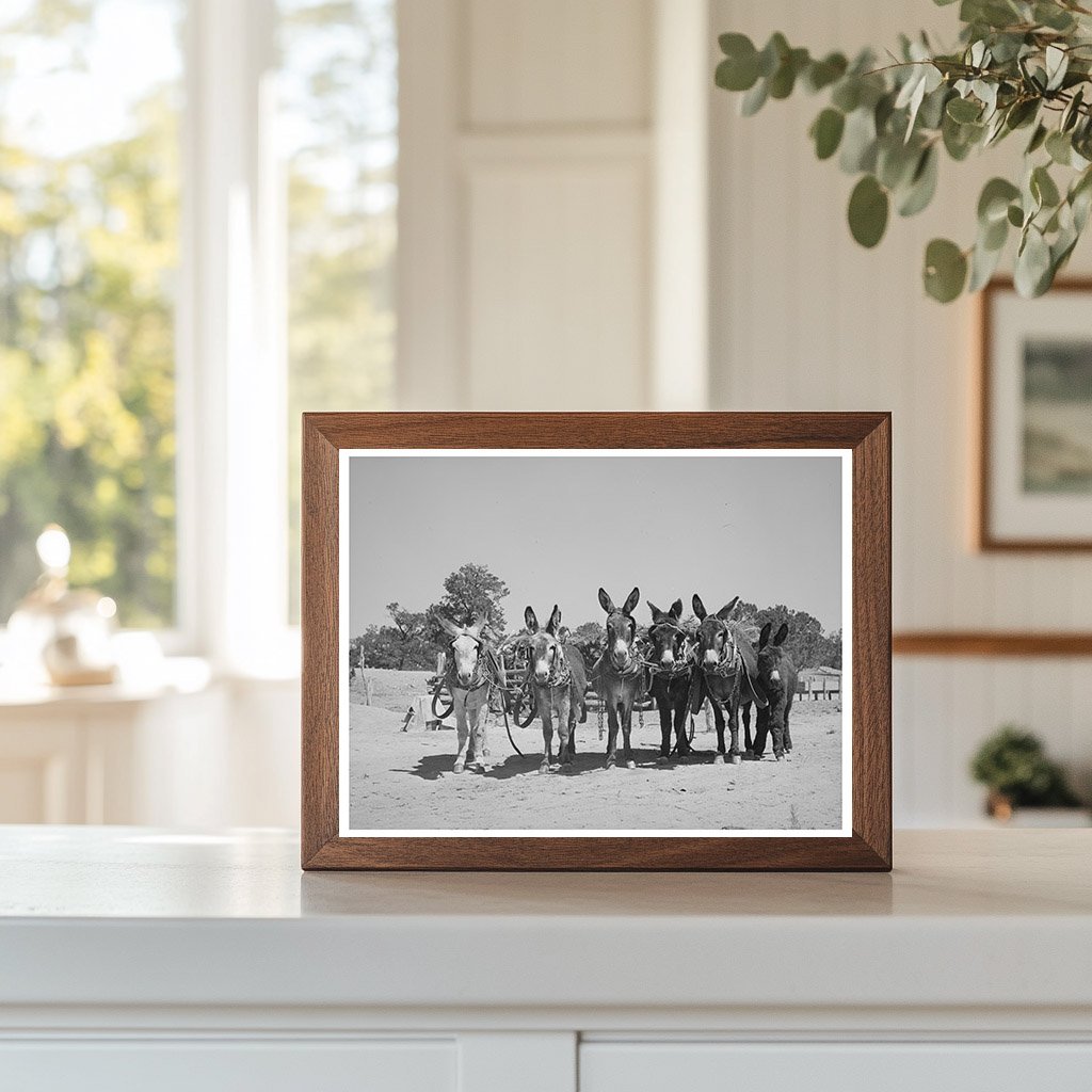 Burros and Colt at Leatherman Farm Pie Town 1940