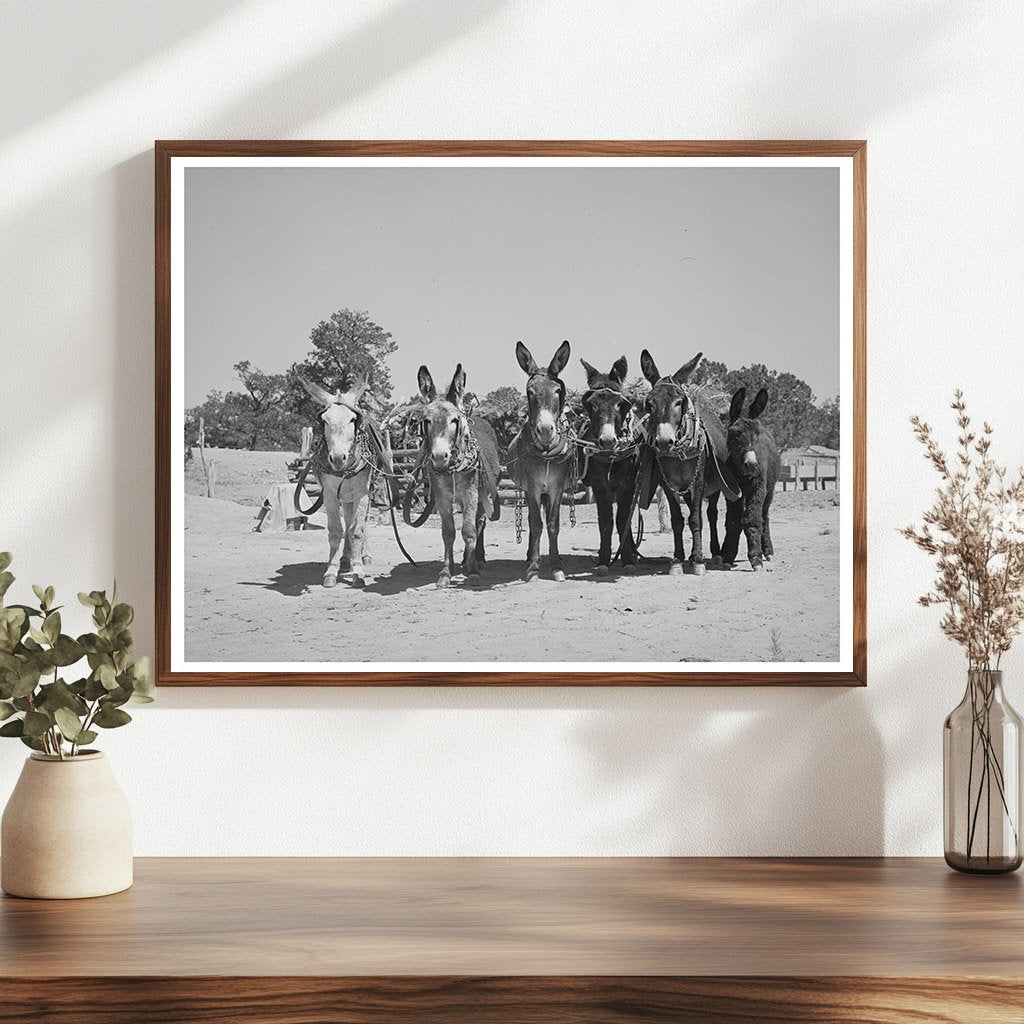 Burros and Colt at Leatherman Farm Pie Town 1940