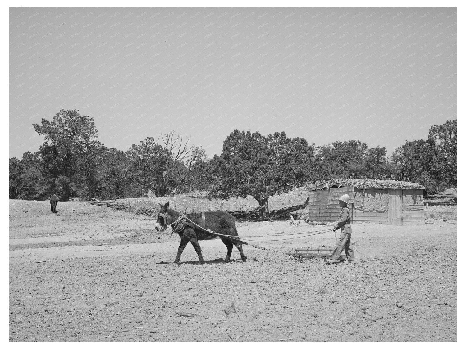 Mr. Leatherman Driving Burro with Harrow in 1940