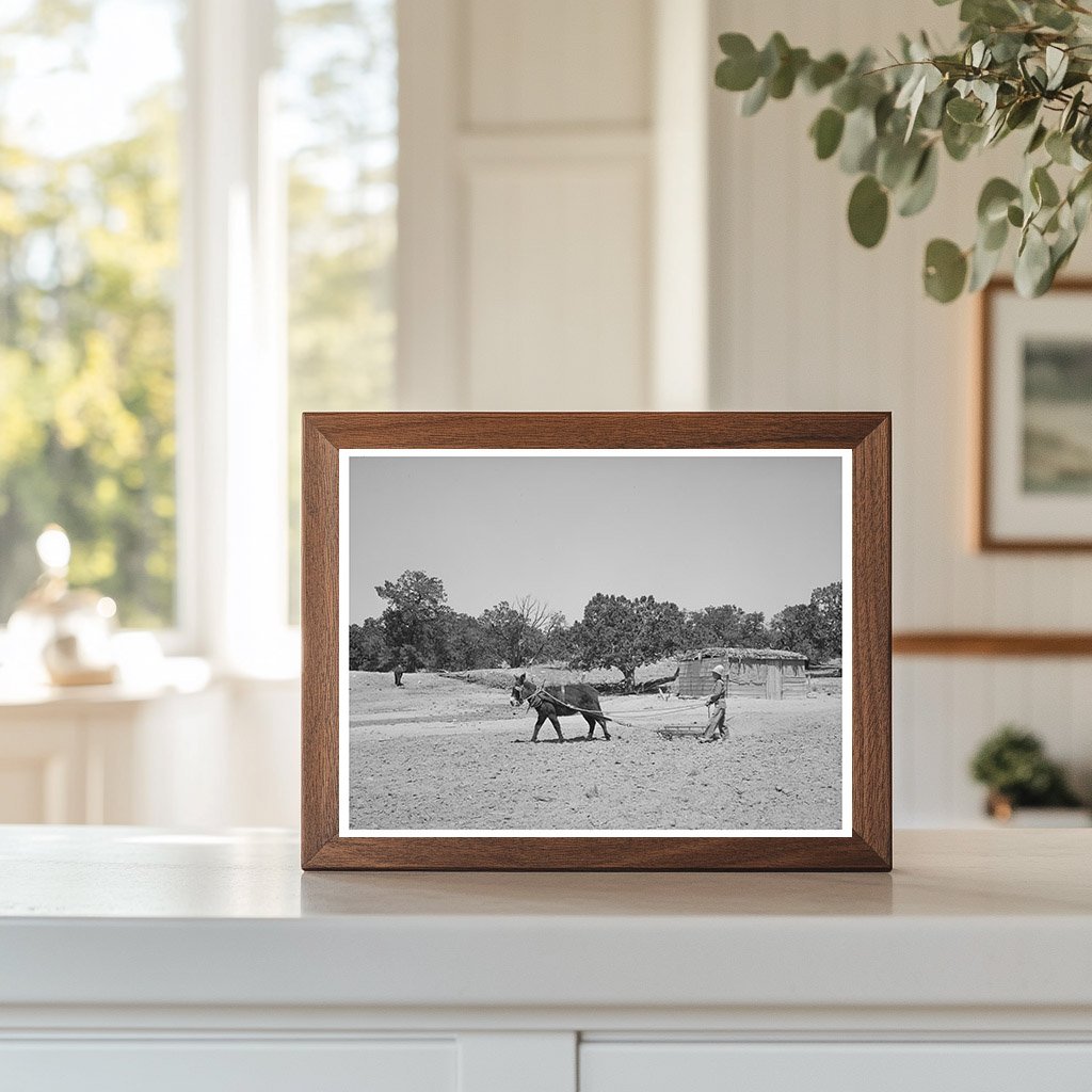 Mr. Leatherman Driving Burro with Harrow in 1940