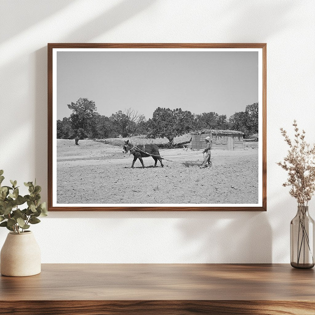 Mr. Leatherman Driving Burro with Harrow in 1940