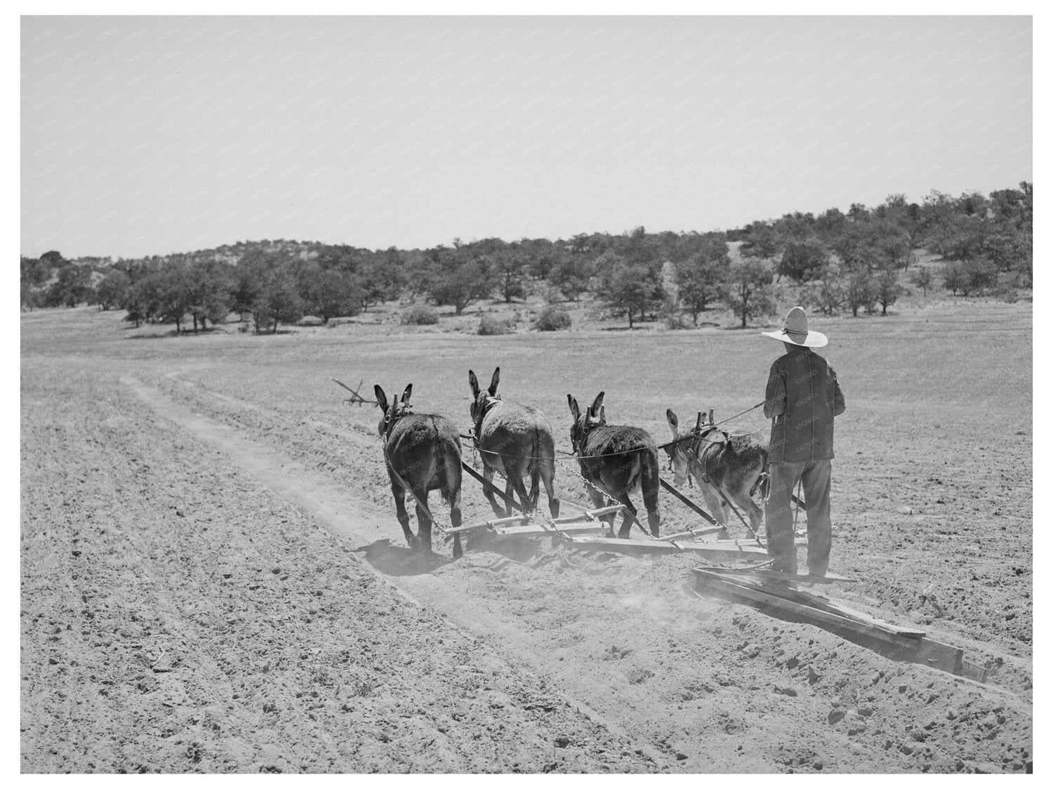 Mr. Leatherman with Burros in Pie Town New Mexico 1940