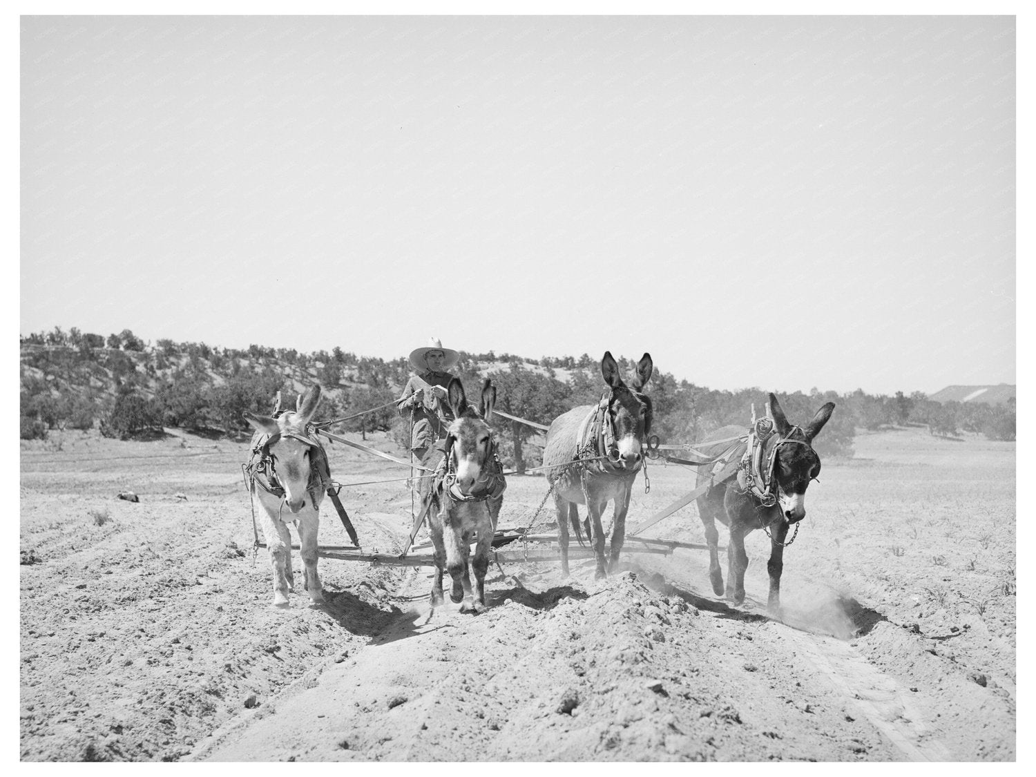 Mr. Leatherman Working on Terraces in Pie Town 1940