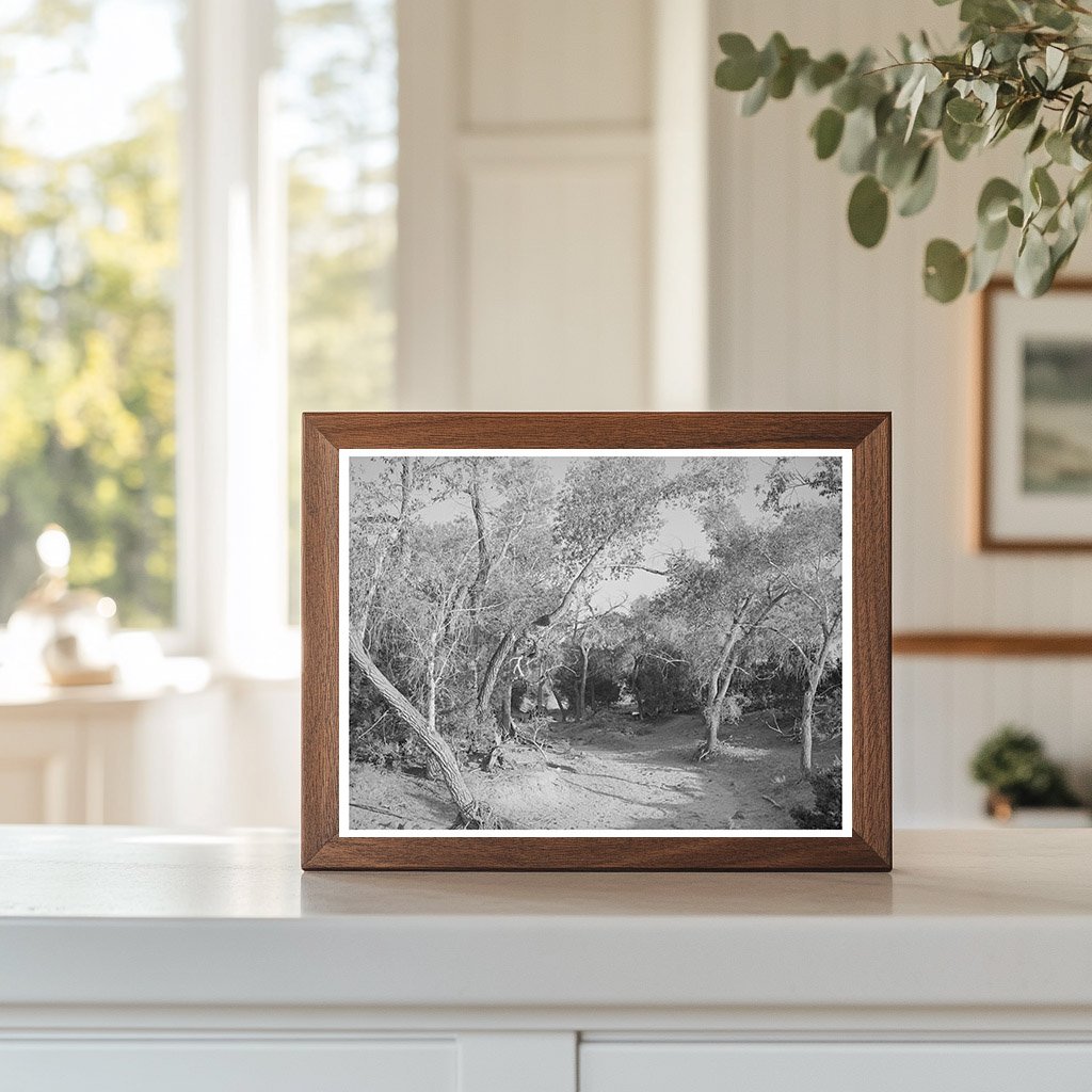 Road Through Woods in Pie Town New Mexico 1940